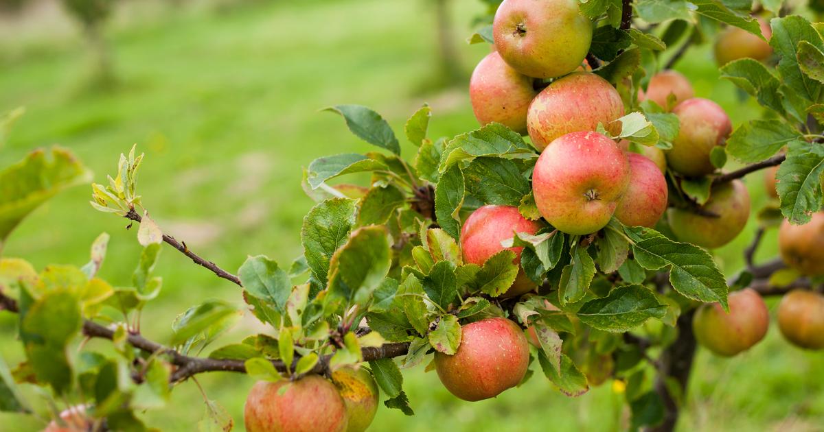 How to plant a dwarf fruit tree? The Limited Times