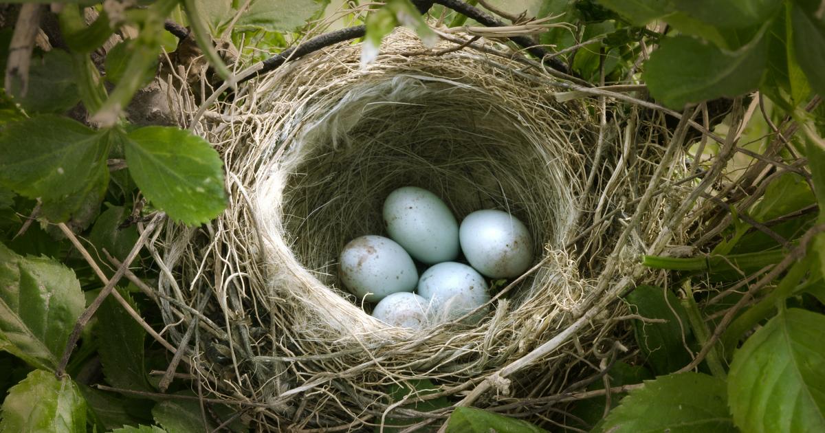 How to protect bird nests from garden predators? The Limited Times