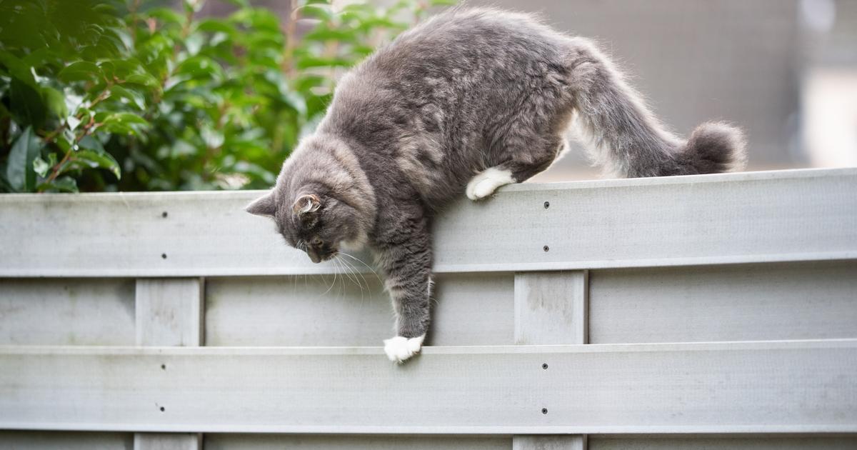 2022 Répulsif pour chats - effrayer les chats - répulsif pour chats pour le  jardin 