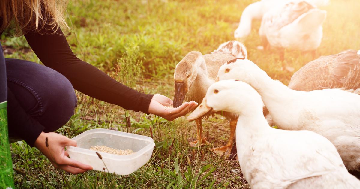 Élever des canards ces 5 choses que vous devez savoir — free download