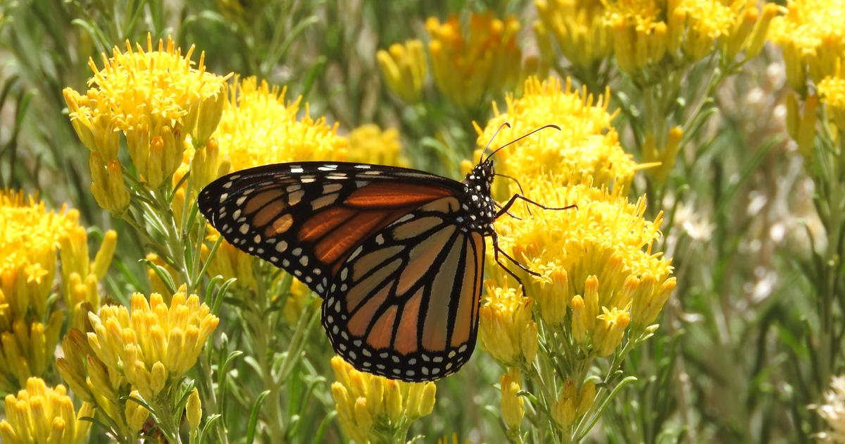Die ersten Schmetterlinge erschienen in Amerika