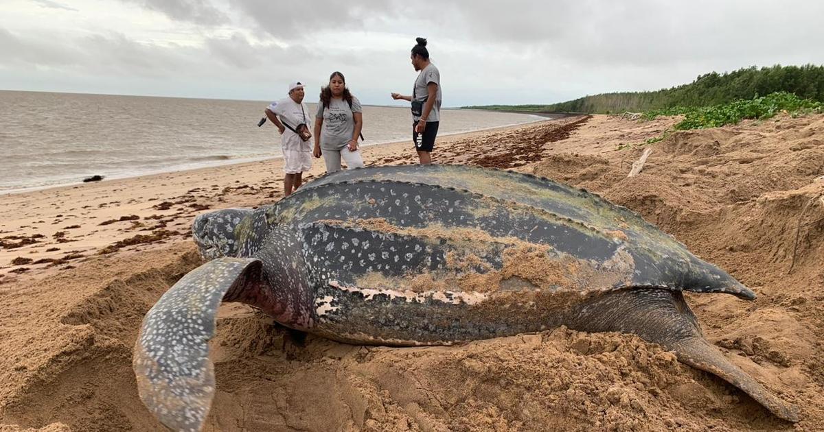 Die monumentalen Lederschildkröten Guyanas, ein Schatz aus geliehener Zeit