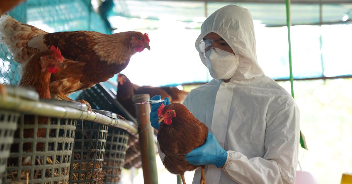 Rapide mutazioni nel virus dell’influenza aviaria hanno preoccupato i ricercatori
