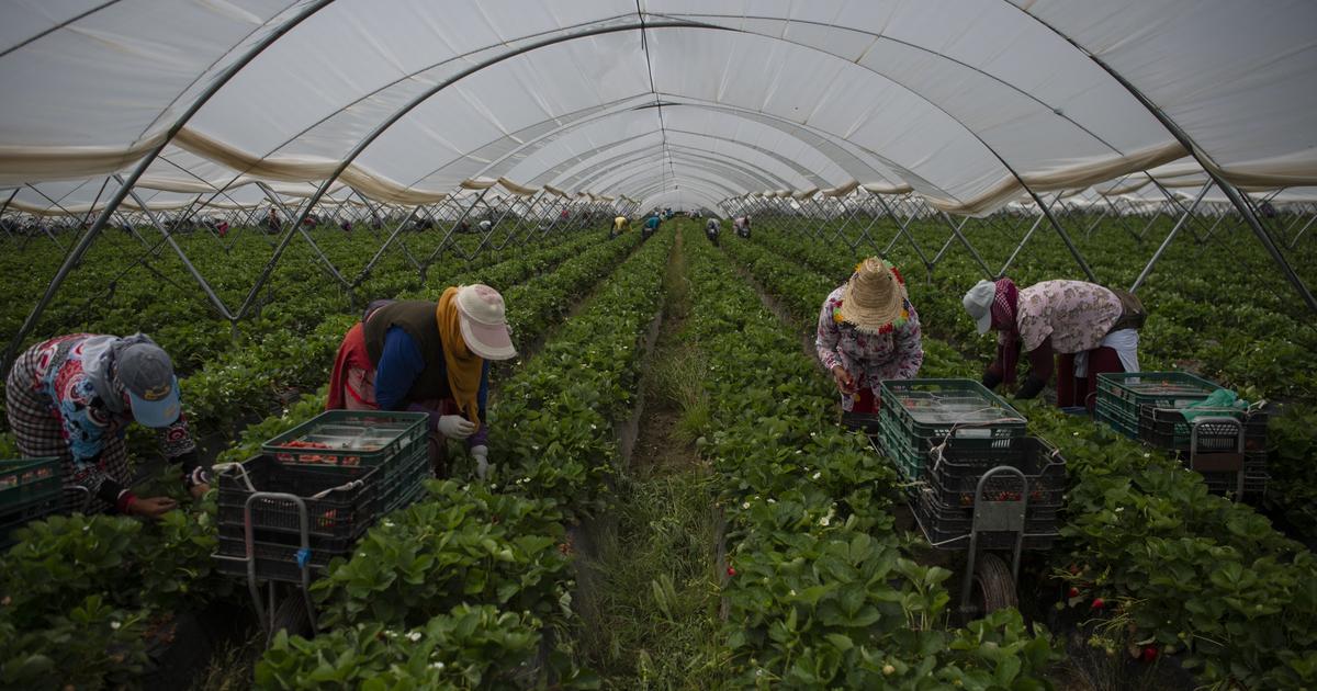 In Spain, the war against “drought strawberries” worries Andalusian producers