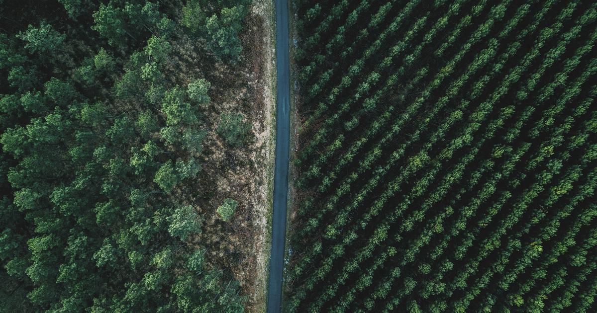 Nuits des forêts : les 10 forêts françaises à voir une fois dans sa vie