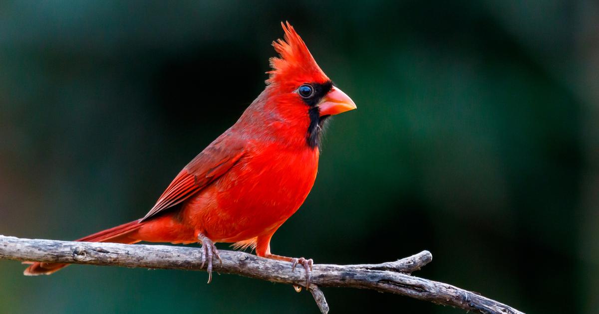 D couvrez 5 oiseaux rouges flamboyants