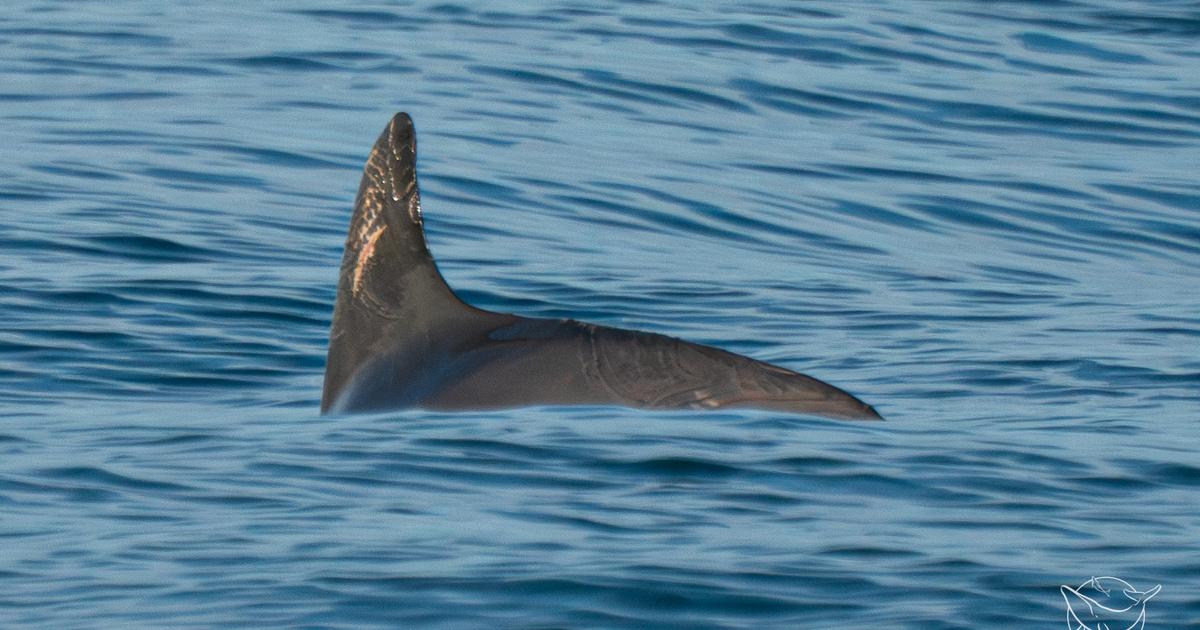 Ocurrencia rara en México de vaquitas marinas, los mamíferos marinos más amenazados del mundo
