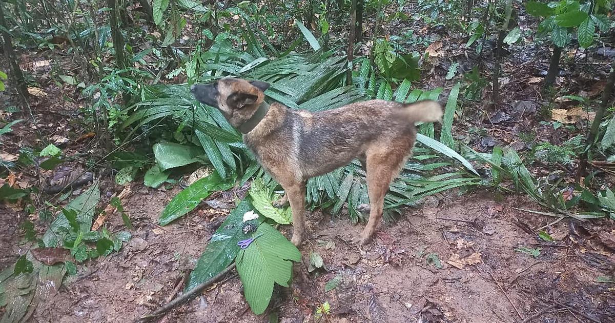 Enfants retrouvés dans la jungle colombienne : qui est Wilson, le chien renifleur dont le sort inquiète les Colombiens ?