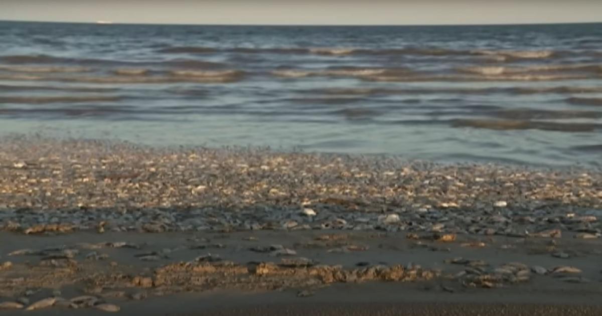 Tens of thousands of fish washed ashore on the Texas coast