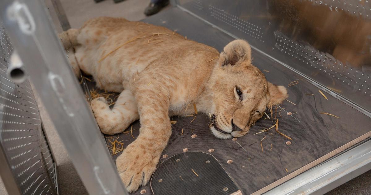 Pięć lwów szuka schronienia w polskim zoo