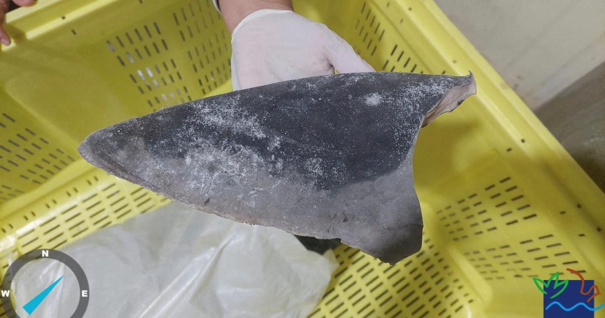 Incautación récord de más de 28 toneladas de aletas de tiburón