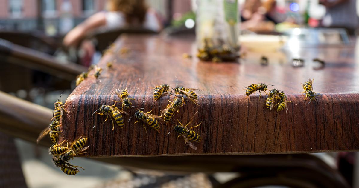 Wasps, ticks, snakes, jellyfish… Good reflexes (and actions to avoid) for the holidays