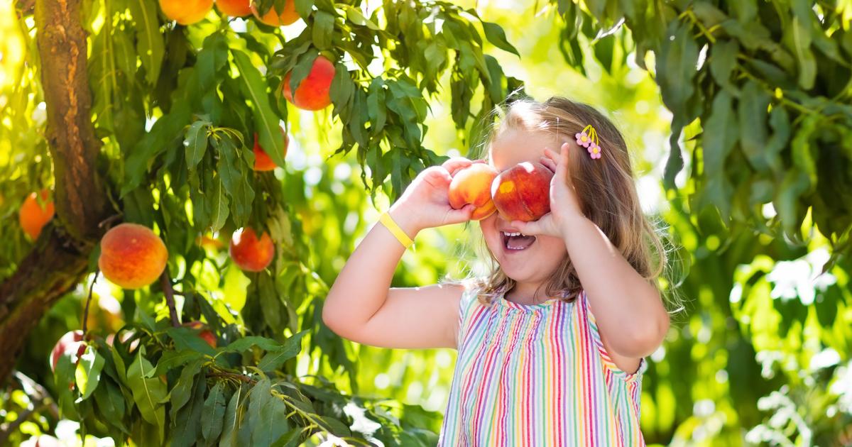 How to protect your fruit trees from pests? The Limited Times