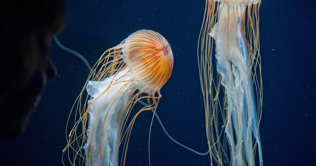 Le meduse invadono le coste di molte regioni francesi