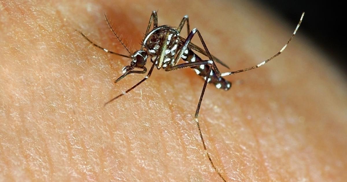 Syndrome de GuillainBarré, dengue les épidémies vontelles gâcher vos vacances d’été