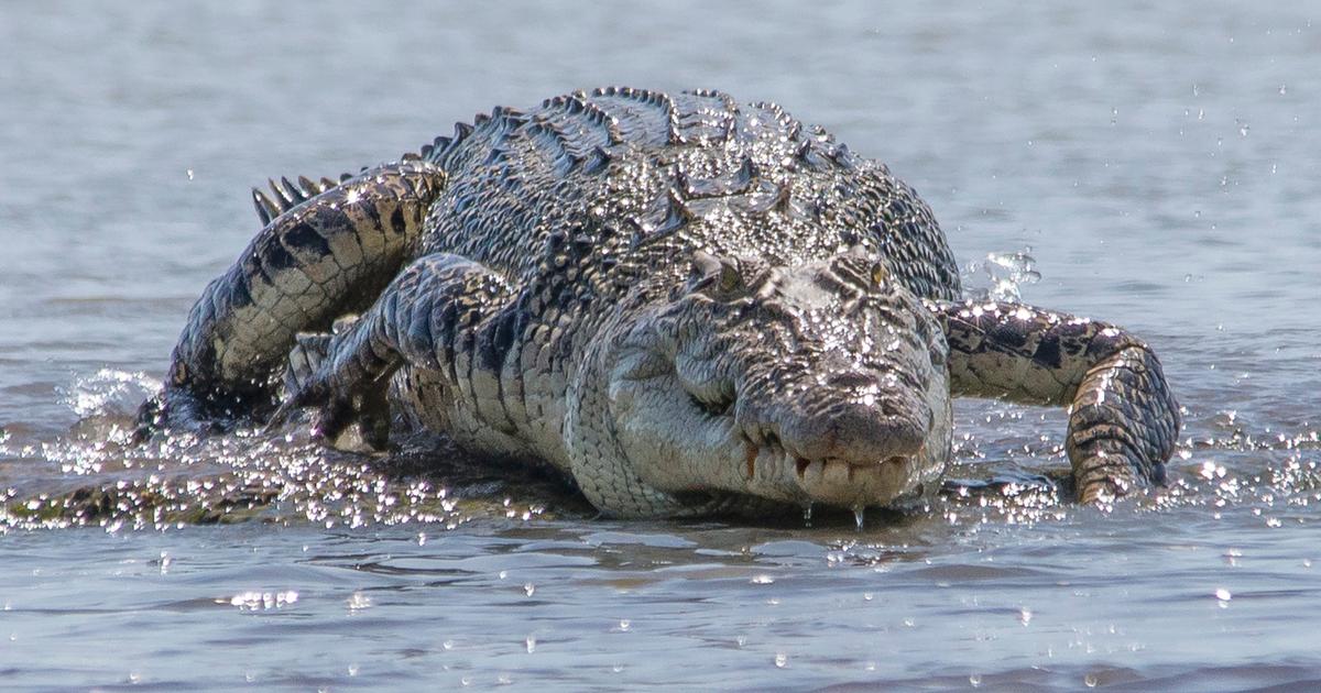 Uit de studie bleek dat krokodillen angst bij kinderen kunnen detecteren