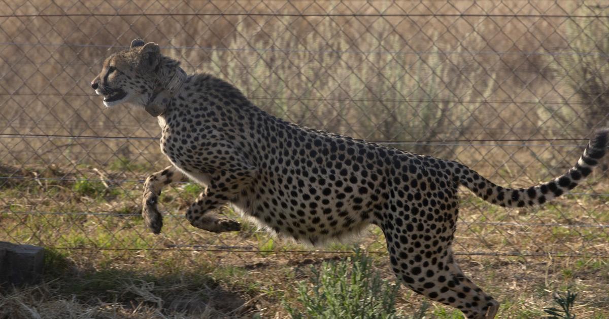 very mixed results from the reintroduction of the cheetah in India