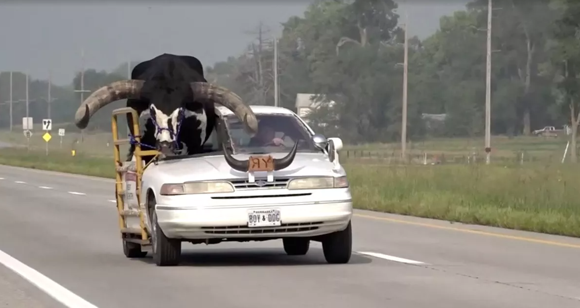 Hij vervoert een stier op de passagiersstoel van zijn auto