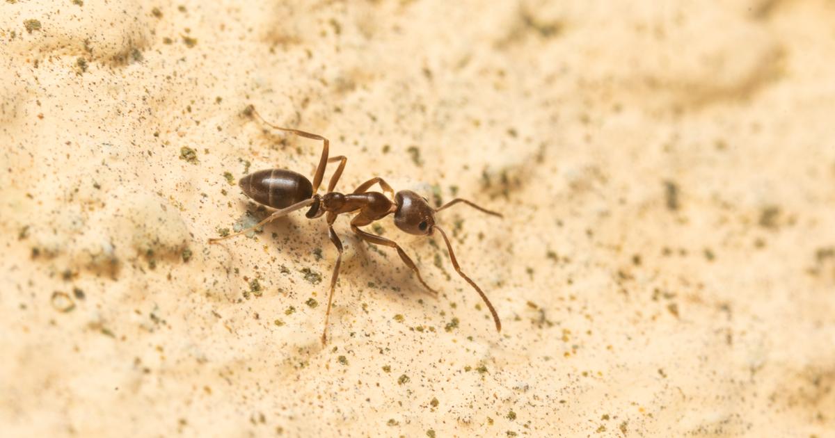 De la hormiga argentina a la ardilla de Pallas, «500 especies invasoras en territorio francés»