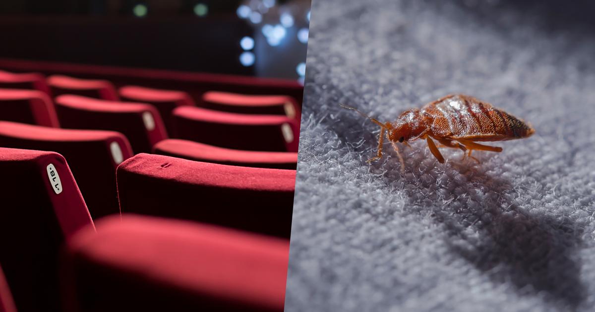 the secret war of cinemas against bed bugs Time News