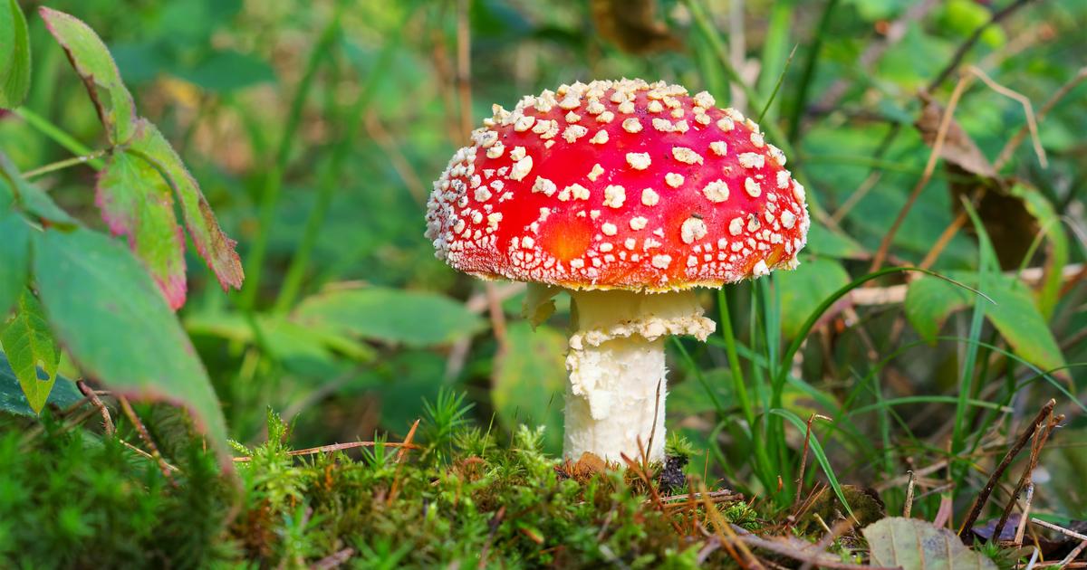 Toxiques ou comestibles : saurez-vous reconnaître ces champignons ?
