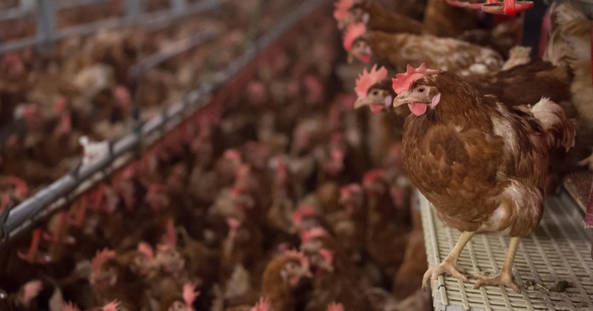 Why European and French breeders are warning about the “surge” of Ukrainian chickens