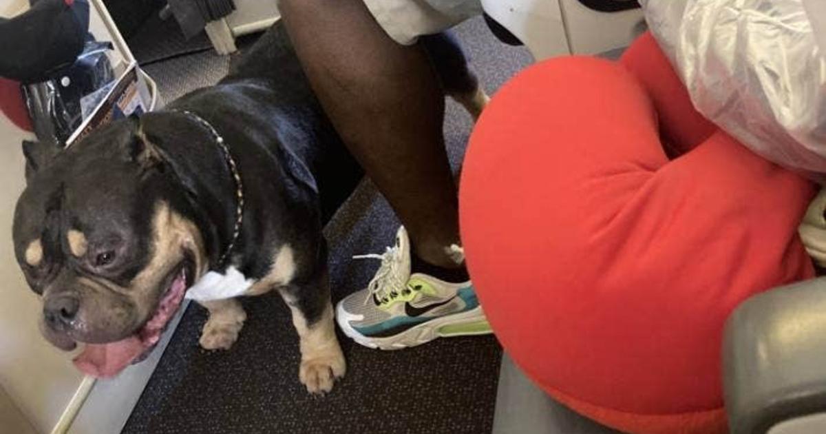 Couple gets their plane ticket refunded because of bulldog flatulence