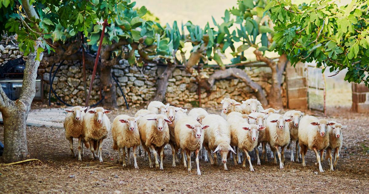 «ils sautaient plus haut que les chèvres» : un troupeau de moutons dévore 300 kilos de cannabis