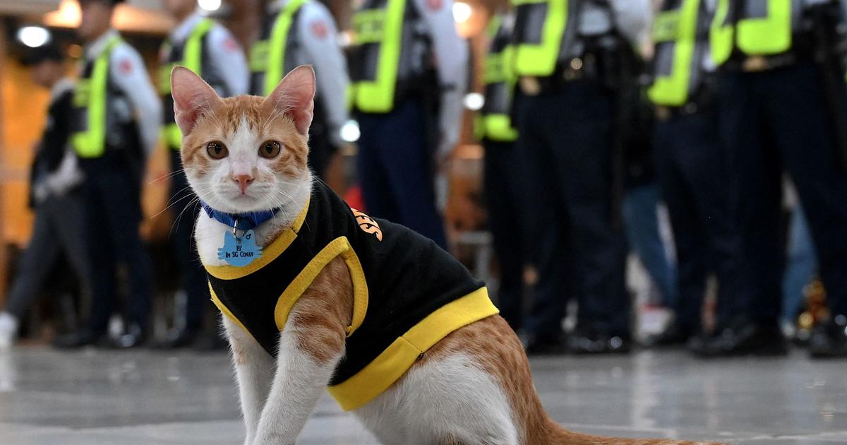 Patrouille sur pattes : aux Philippines, des chats accompagnent les agents de sécurité