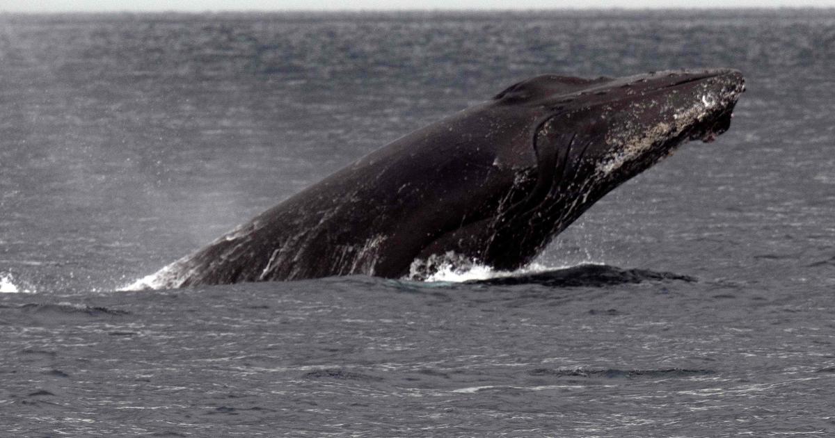 Australie: un mort et un blessé après que leur bateau a été heurté par une baleine