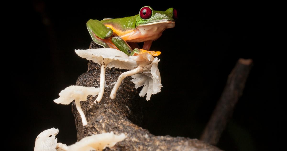 Frogs and salamanders continue to decline around the world Time News