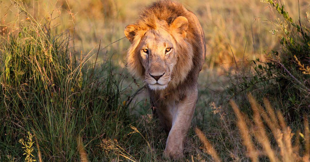 Gli animali selvatici ora temono gli esseri umani più dei leoni, ha scoperto uno studio