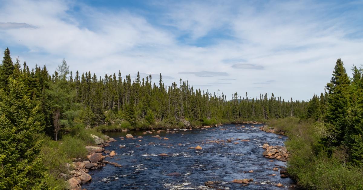 Boreal or temperate forests capture much more CO2 than tropical ones ...