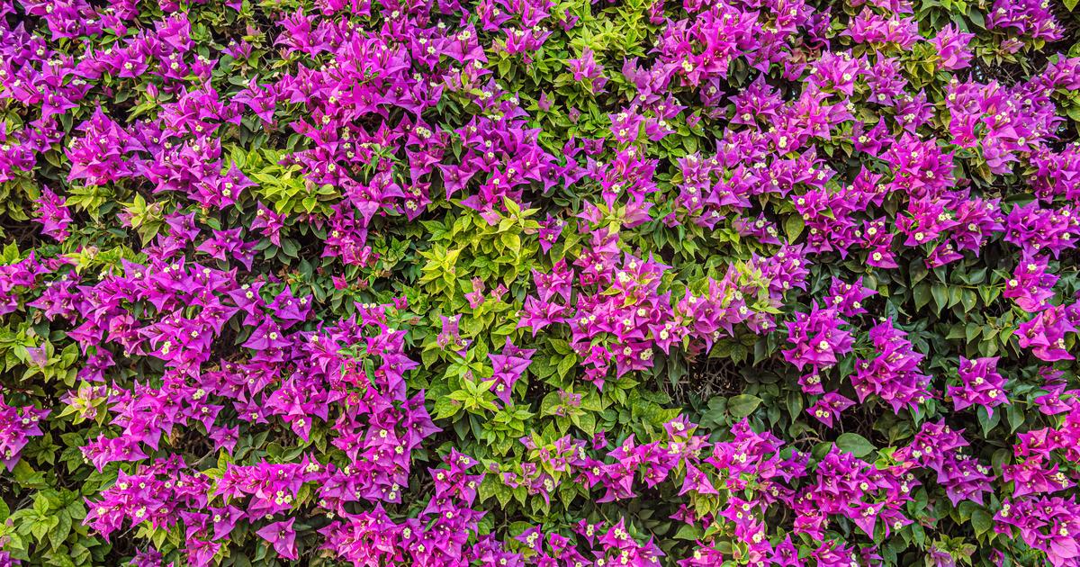 Should you cut back your perennials in the fall? The Limited Times