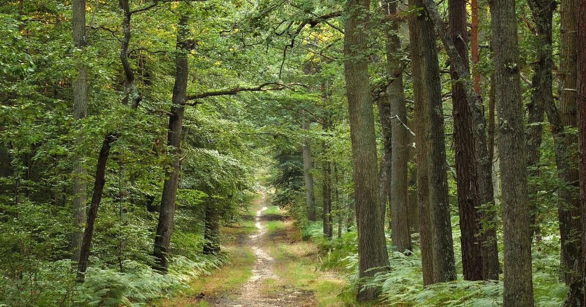 French forests less and less efficient in capturing CO2 Time News