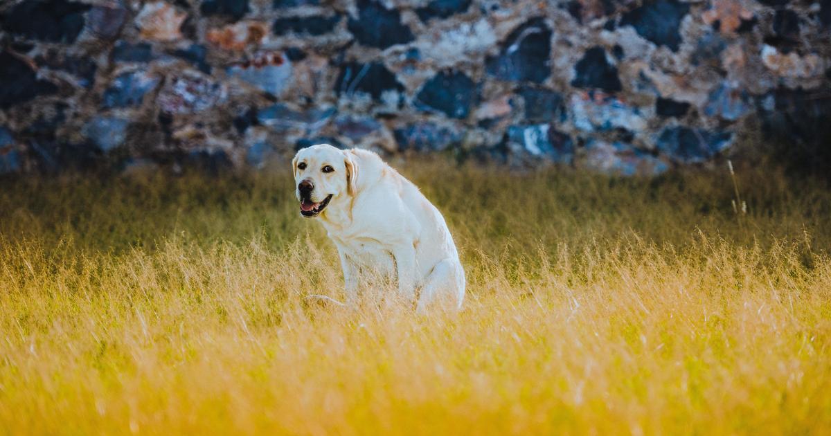 Pourquoi mon chien se frottetil le derrière par terre