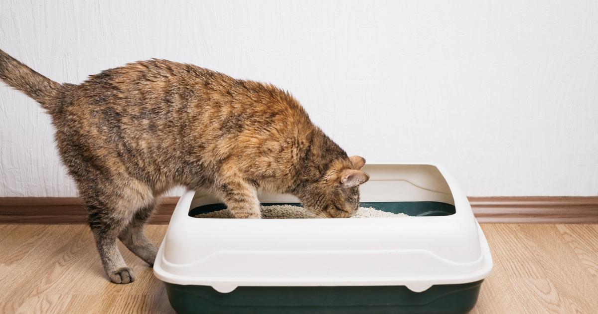 Mon chat mange sa litière pourquoi et que faire