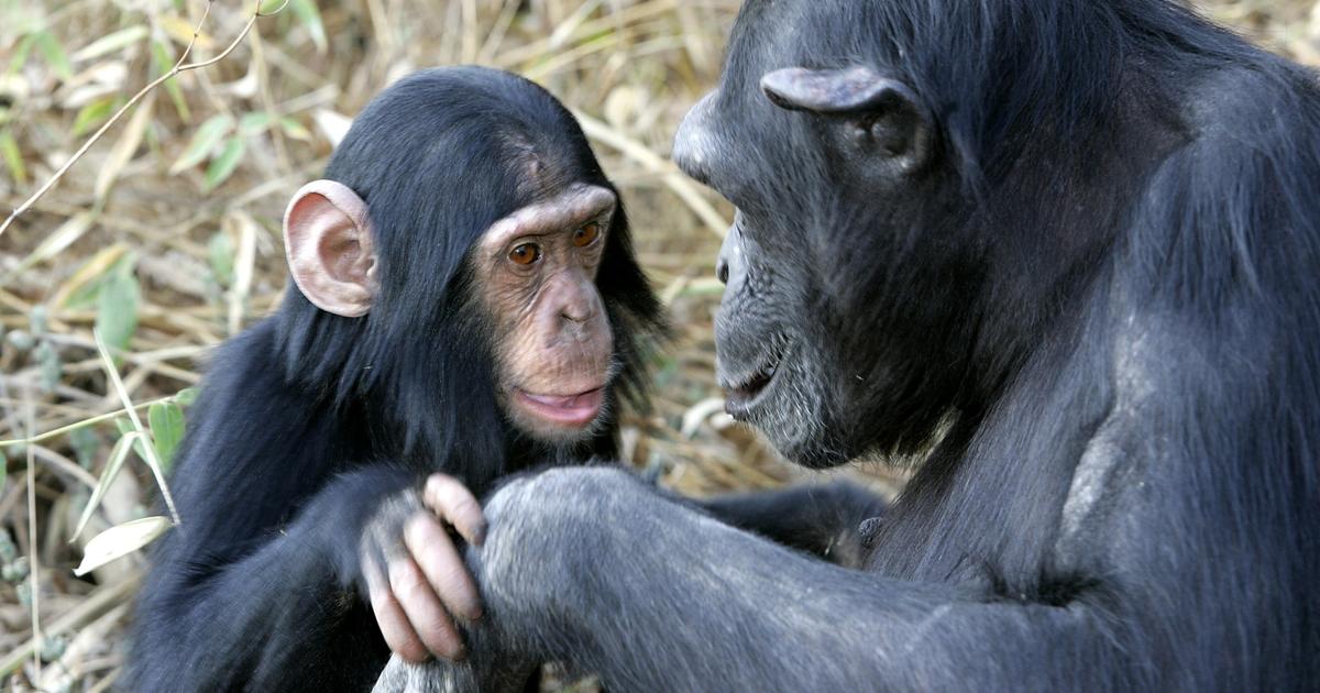 Female chimpanzees also have menopause - The Limited Times