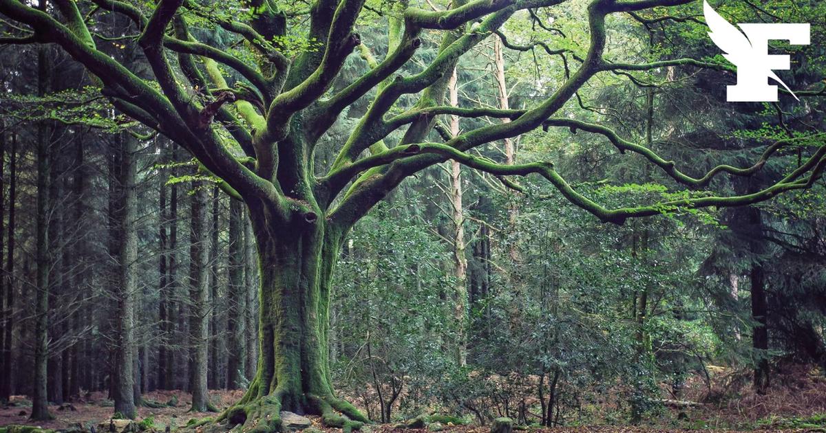 a 300-year-old tree from the Brocéliande forest uprooted