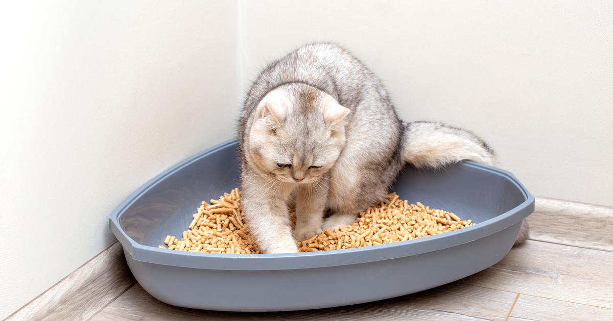 Pourquoi mon chat grattetil longtemps sa litière