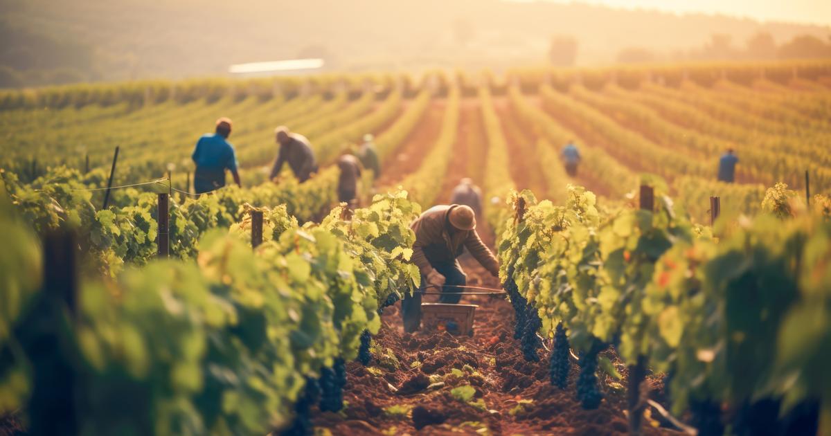 France will once again the world's leading wine producer in 2023
