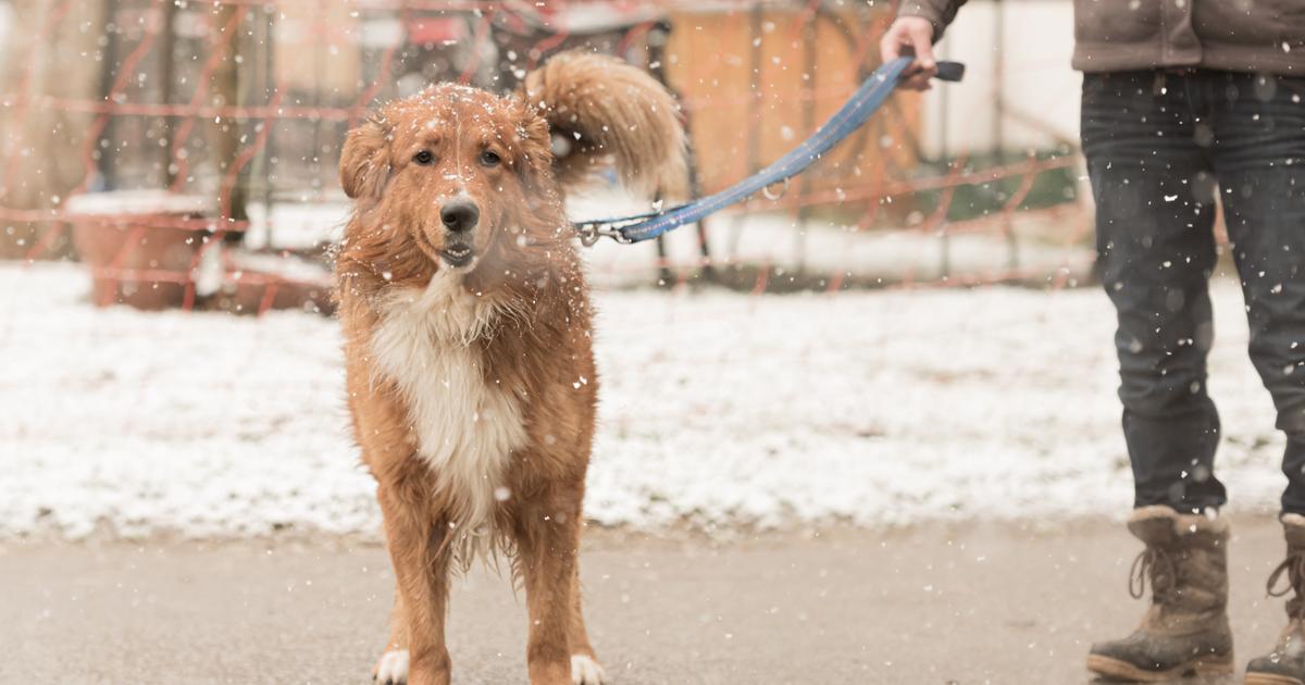 Why is road salt dangerous for dogs? The Limited Times