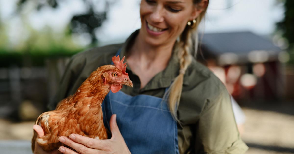 What to do with chickens that no longer lay eggs? The Limited Times