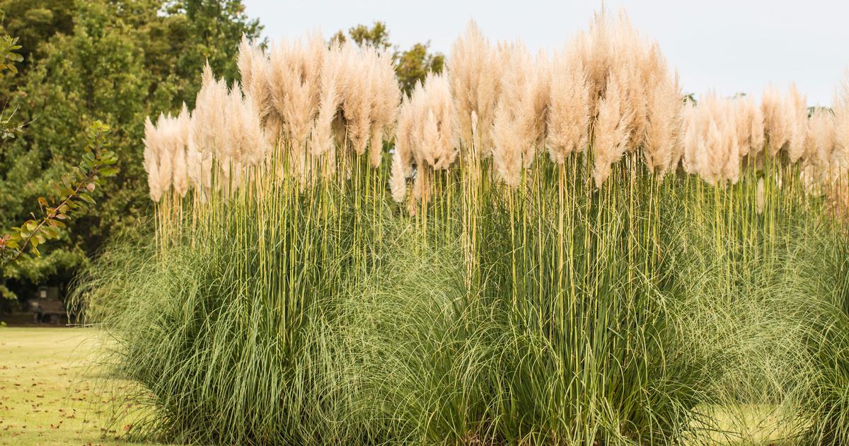 7 jolies plantes qu'on peut ramasser pour les faire sécher