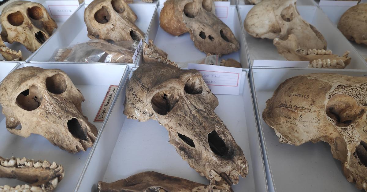 These mysterious mummies of baboons mistreated in ancient Egypt