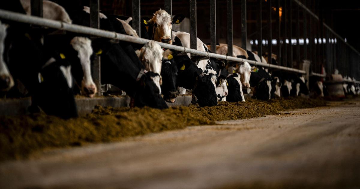 Livestock production produces 12 of human greenhouse gas emissions