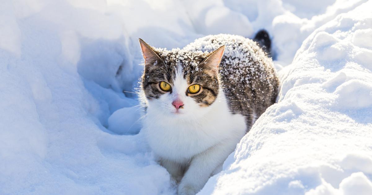 Can a cat sleep outside in winter? The Limited Times