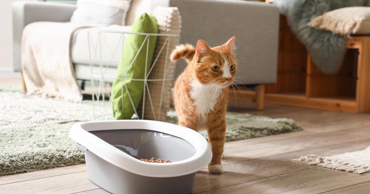 Mon chat dort dans sa litière estce normal