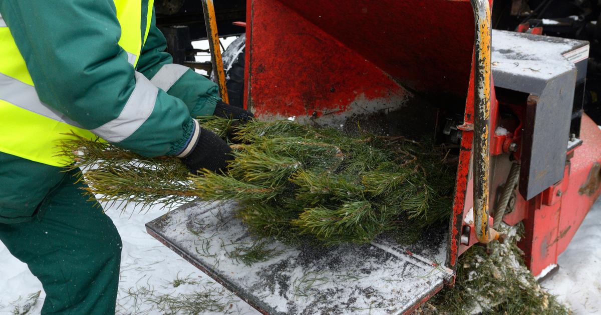 Composting your tree good or bad idea? The Limited Times
