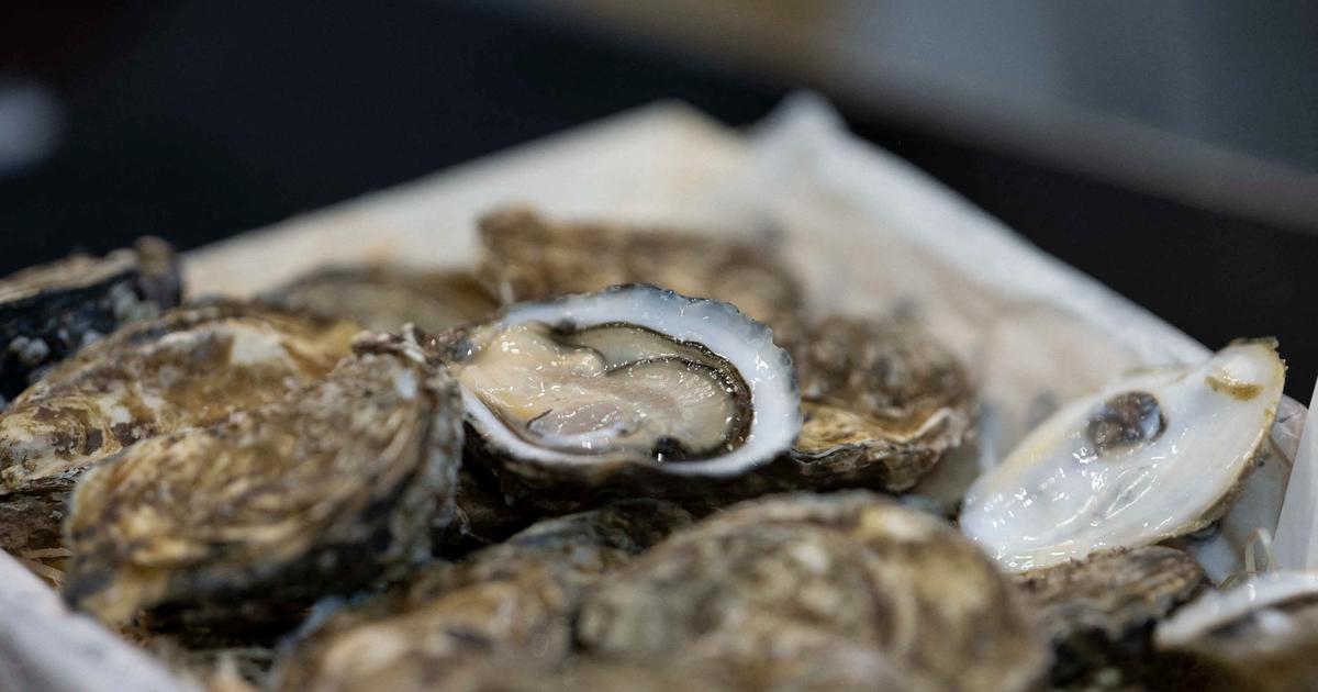 Contaminated oysters a wave of panic among oyster farmers in the run